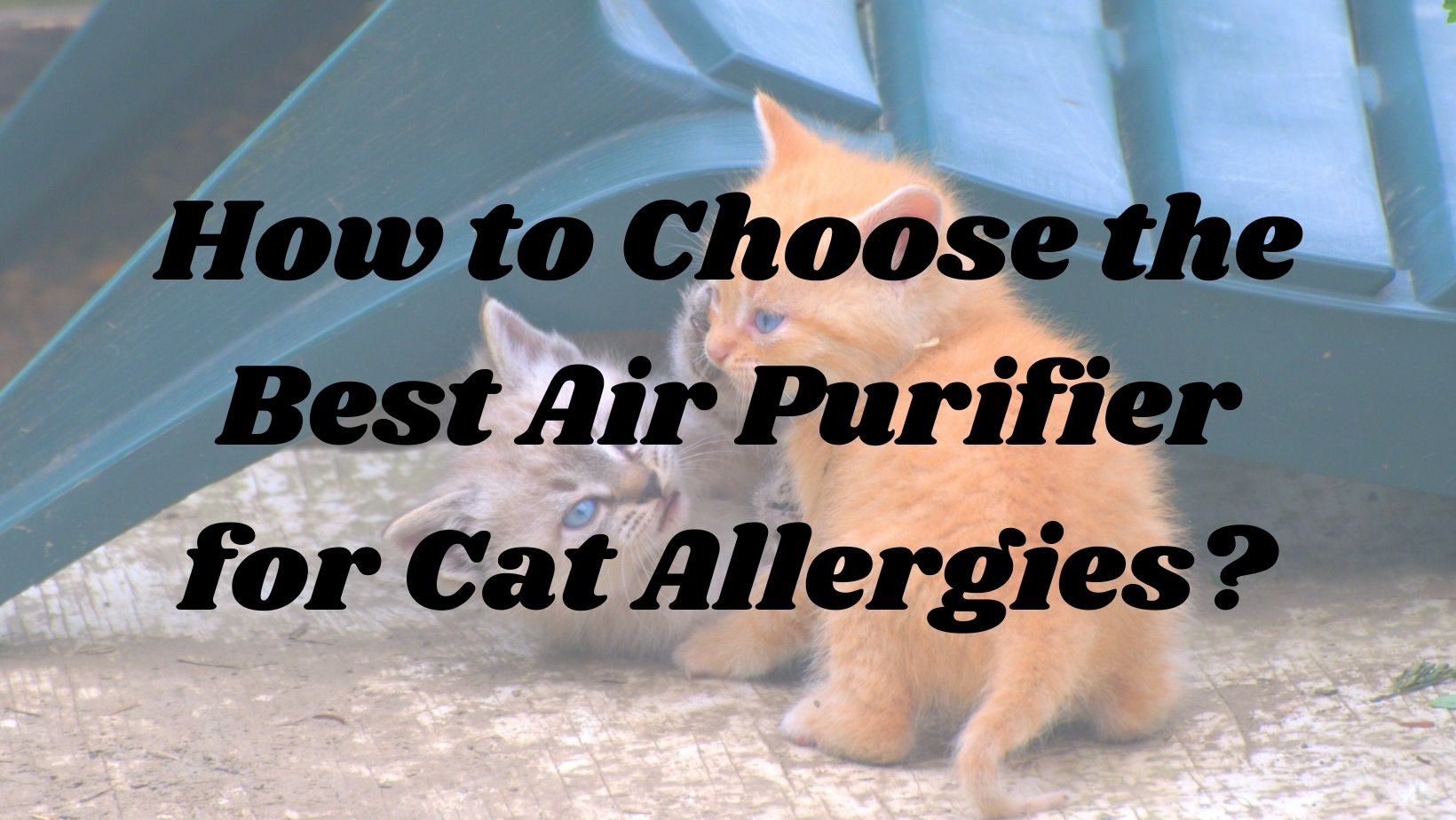 How to Choose the Best Air Purifier for Cat Allergies